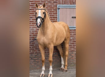 Polnisches Sportpferd, Wallach, 5 Jahre, 170 cm, Palomino