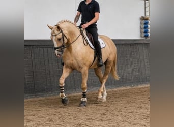 Polnisches Sportpferd, Wallach, 5 Jahre, 170 cm, Palomino