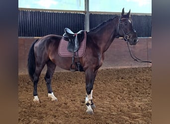 Polnisches Sportpferd, Wallach, 5 Jahre, 170 cm, Rappe