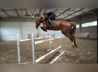 Polnisches Sportpferd, Wallach, 5 Jahre, 172 cm, Fuchs