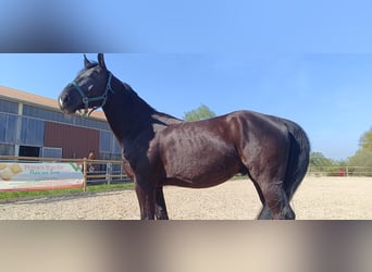 Polnisches Sportpferd, Wallach, 5 Jahre, 172 cm, Rappe