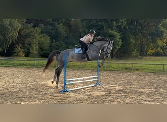 Polnisches Sportpferd, Wallach, 5 Jahre, 174 cm, Apfelschimmel