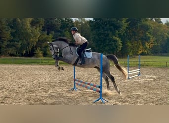 Polnisches Sportpferd, Wallach, 5 Jahre, 174 cm, Apfelschimmel