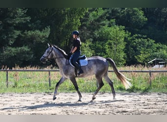 Polnisches Sportpferd, Wallach, 5 Jahre, 174 cm, Schimmel
