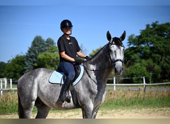 Polnisches Sportpferd, Wallach, 5 Jahre, 174 cm, Schimmel