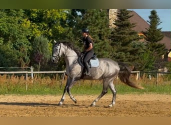 Polnisches Sportpferd, Wallach, 5 Jahre, 174 cm, Schimmel