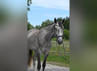 Polnisches Sportpferd, Wallach, 5 Jahre, 174 cm, Schimmel