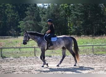 Polnisches Sportpferd, Wallach, 5 Jahre, 174 cm, Schimmel