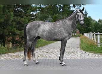Polnisches Sportpferd, Wallach, 5 Jahre, 174 cm, Schimmel