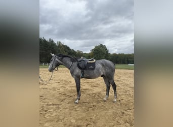 Polnisches Sportpferd, Wallach, 5 Jahre, 175 cm, Blauschimmel