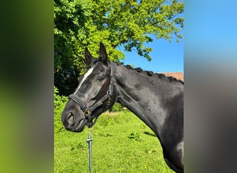 Polnisches Sportpferd, Wallach, 5 Jahre, 175 cm, Rappe