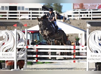 Polnisches Sportpferd, Wallach, 5 Jahre, 175 cm, Schimmel