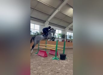 Polnisches Sportpferd, Wallach, 5 Jahre, 180 cm, Schimmel