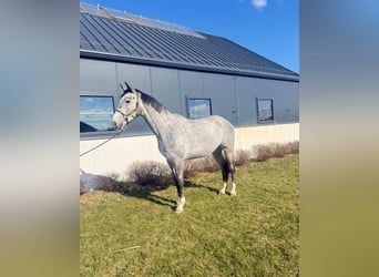 Polnisches Sportpferd, Wallach, 5 Jahre, Schimmel