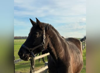 Polnisches Sportpferd, Wallach, 6 Jahre, 160 cm, Rappe