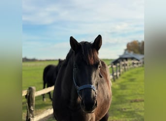 Polnisches Sportpferd, Wallach, 6 Jahre, 160 cm, Rappe