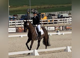 Polnisches Sportpferd, Wallach, 6 Jahre, 160 cm, Schwarzbrauner