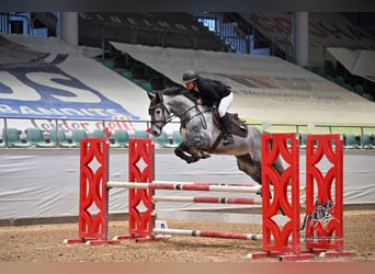 Polnisches Sportpferd, Wallach, 6 Jahre, 162 cm, Apfelschimmel