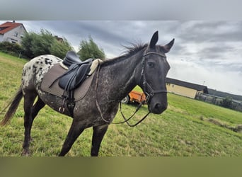 Polnisches Sportpferd, Wallach, 6 Jahre, 163 cm, Tigerschecke