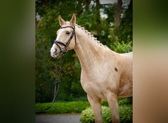 Polnisches Sportpferd, Wallach, 6 Jahre, 164 cm, Palomino
