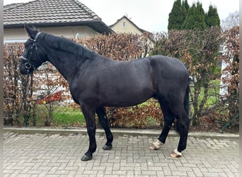 Polnisches Sportpferd, Wallach, 6 Jahre, 167 cm, Rappe