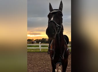 Polnisches Sportpferd, Wallach, 6 Jahre, 169 cm, Rappe