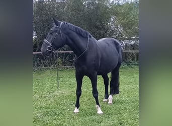 Polnisches Sportpferd, Wallach, 6 Jahre, 172 cm, Rappe