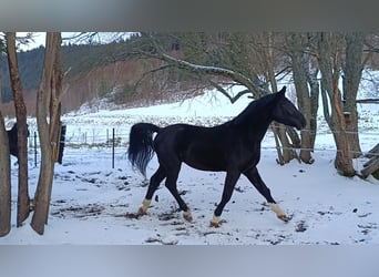 Polnisches Sportpferd, Wallach, 6 Jahre, 172 cm, Rappe