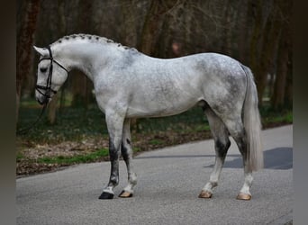 Polnisches Sportpferd, Wallach, 6 Jahre, 172 cm, Schimmel