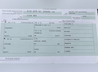 Polnisches Sportpferd, Wallach, 6 Jahre, 174 cm, Brauner