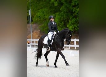Polnisches Sportpferd, Wallach, 7 Jahre, 160 cm, Rappe