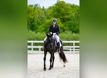 Polnisches Sportpferd, Wallach, 7 Jahre, 160 cm, Rappe