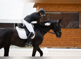 Polnisches Sportpferd, Wallach, 7 Jahre, 160 cm, Rappe