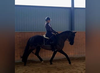 Polnisches Sportpferd, Wallach, 7 Jahre, 160 cm, Rappe