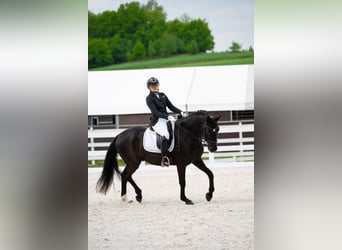 Polnisches Sportpferd, Wallach, 7 Jahre, 160 cm, Rappe