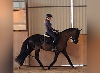 Polnisches Sportpferd, Wallach, 7 Jahre, 160 cm, Rappe