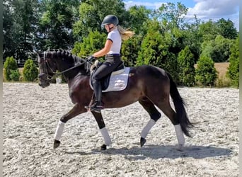 Polnisches Sportpferd, Wallach, 7 Jahre, 160 cm, Rappe