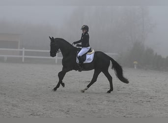 Polnisches Sportpferd, Wallach, 7 Jahre, 160 cm, Rappe