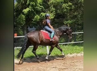 Polnisches Sportpferd, Wallach, 7 Jahre, 160 cm, Rappe