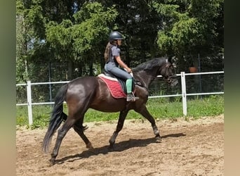 Polnisches Sportpferd, Wallach, 7 Jahre, 160 cm, Rappe