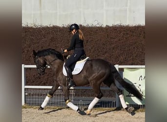 Polnisches Sportpferd, Wallach, 7 Jahre, 160 cm, Rappe