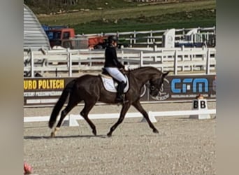Polnisches Sportpferd, Wallach, 7 Jahre, 160 cm, Schwarzbrauner