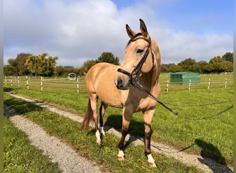 Polnisches Sportpferd, Wallach, 7 Jahre, 162 cm, Falbe