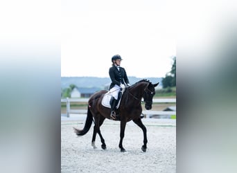 Polnisches Sportpferd, Wallach, 7 Jahre, 162 cm, Rappe