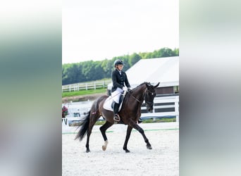 Polnisches Sportpferd, Wallach, 7 Jahre, 162 cm, Rappe