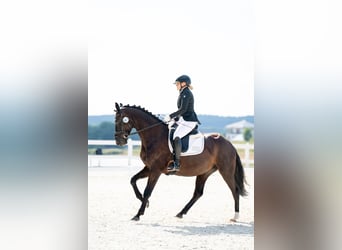 Polnisches Sportpferd, Wallach, 7 Jahre, 162 cm, Rappe