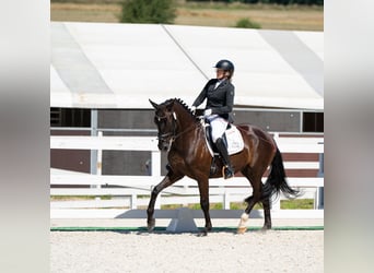 Polnisches Sportpferd, Wallach, 7 Jahre, 162 cm, Rappe