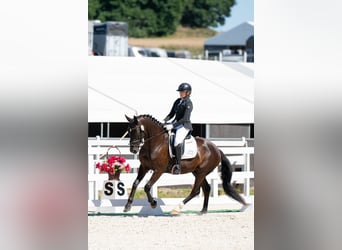 Polnisches Sportpferd, Wallach, 7 Jahre, 162 cm, Rappe