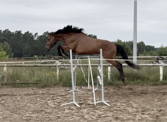 Polnisches Sportpferd, Wallach, 7 Jahre, 164 cm, Brauner