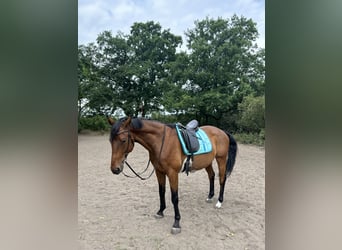 Polnisches Sportpferd, Wallach, 7 Jahre, 164 cm, Brauner